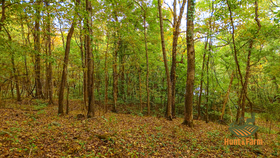 Still 2025-10-30 092500_1.53.1.png